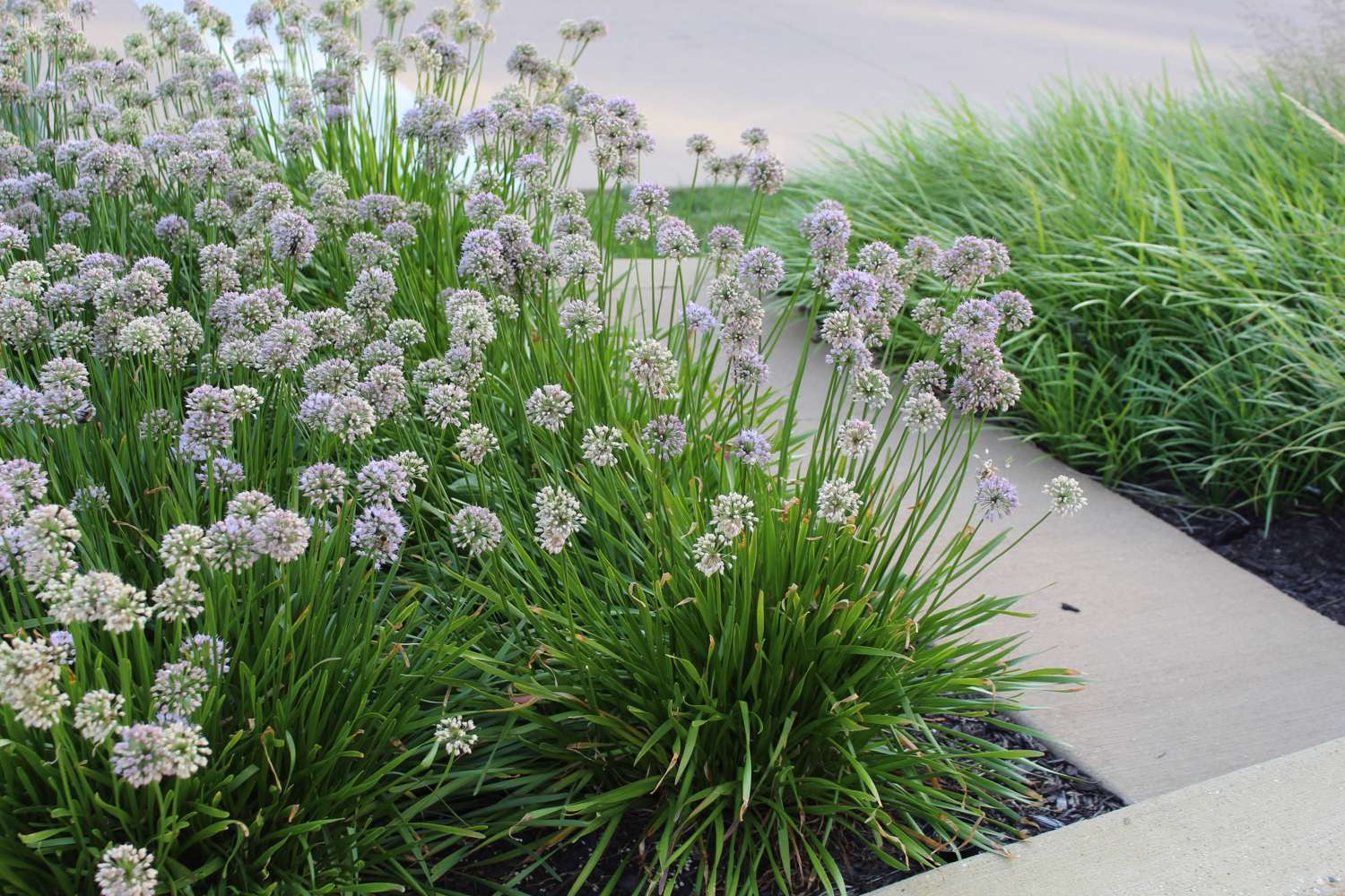 Koristelaukka 'Millenium' (Allium)